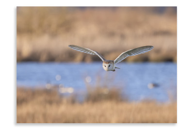 Hunting by day barn owl